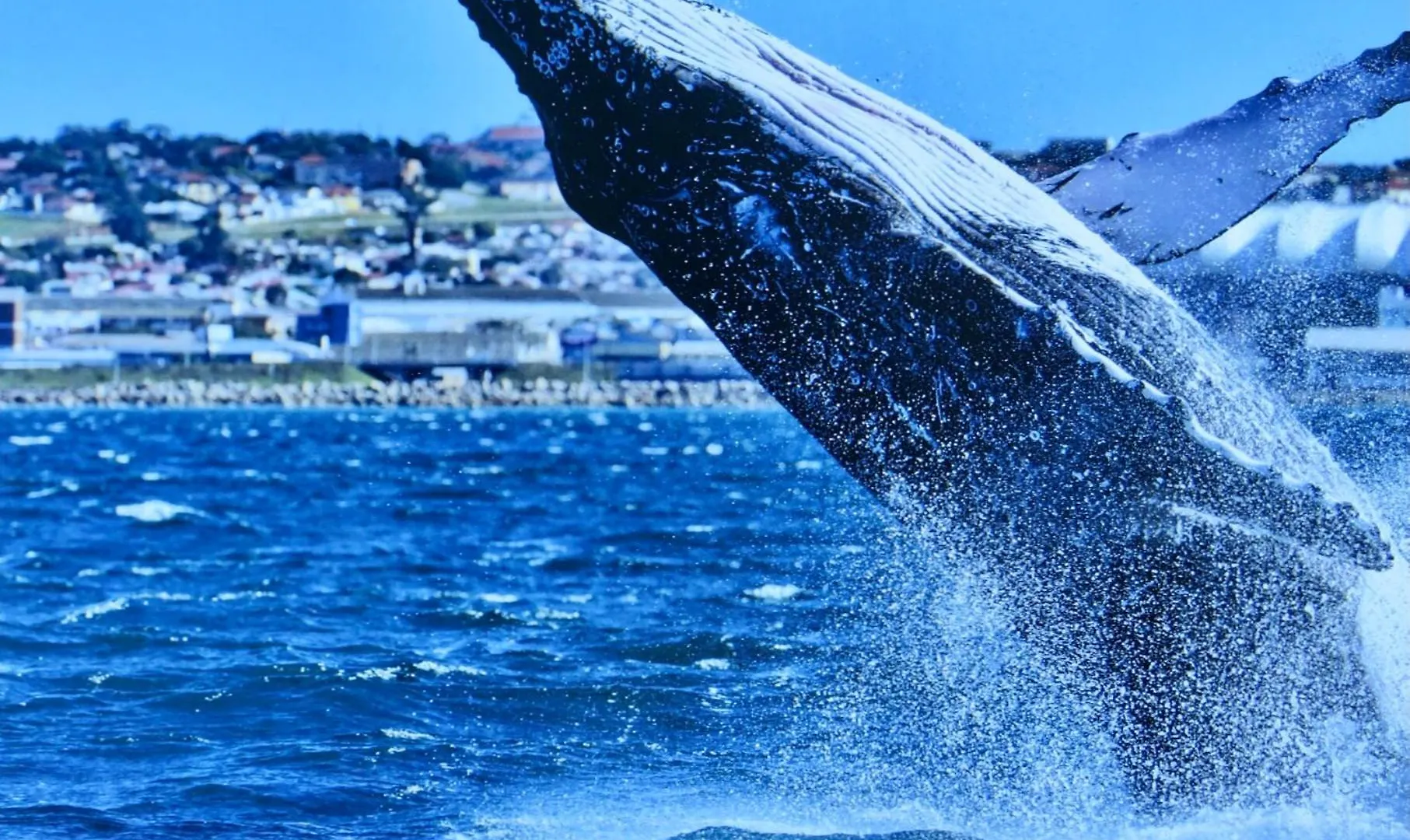 Whistlewood Guesthouse Walmer, Port Eizabeth Port Elizabeth