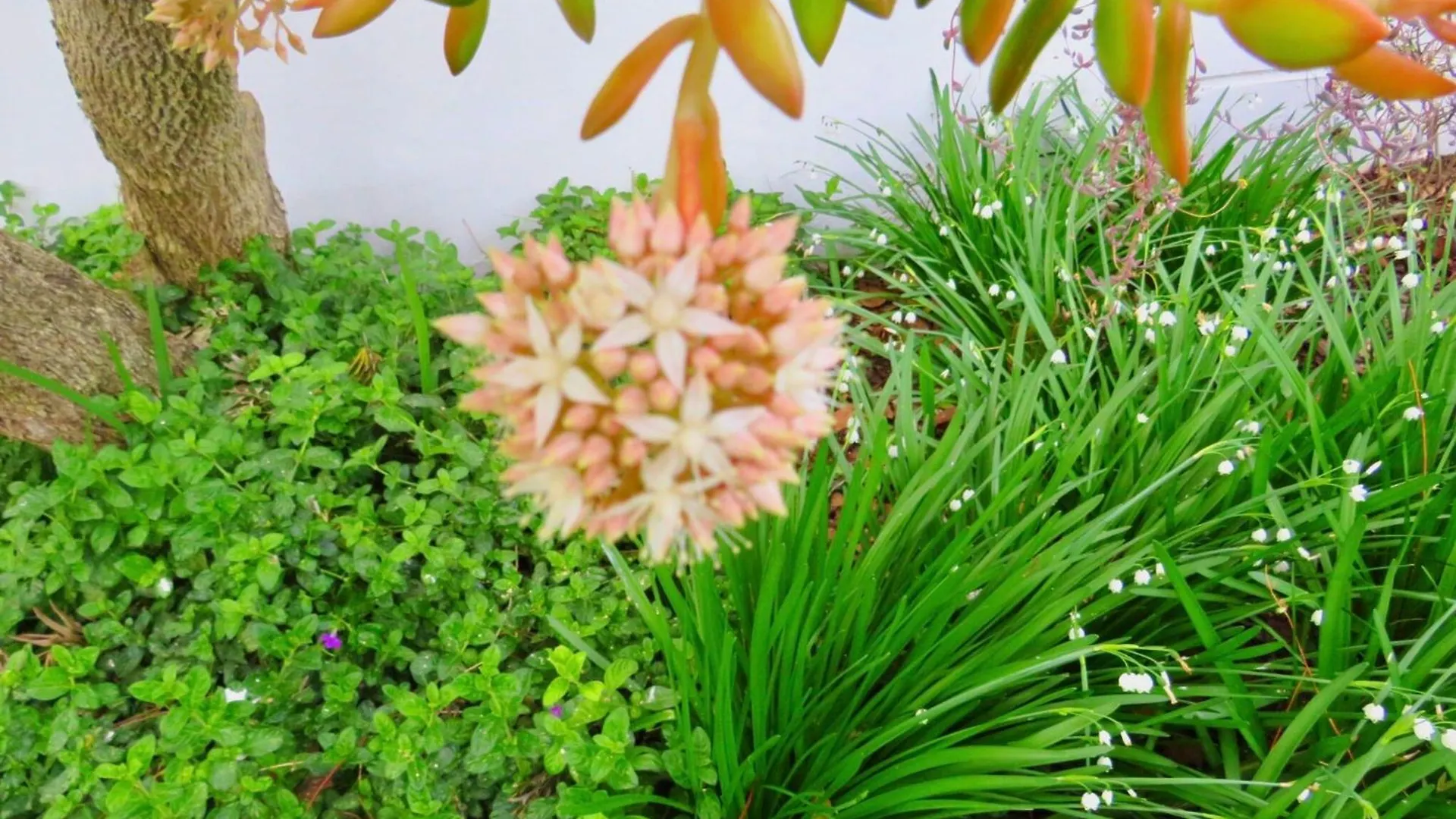 Guest house Whistlewood Guesthouse Walmer, Port Eizabeth Port Elizabeth South Africa
