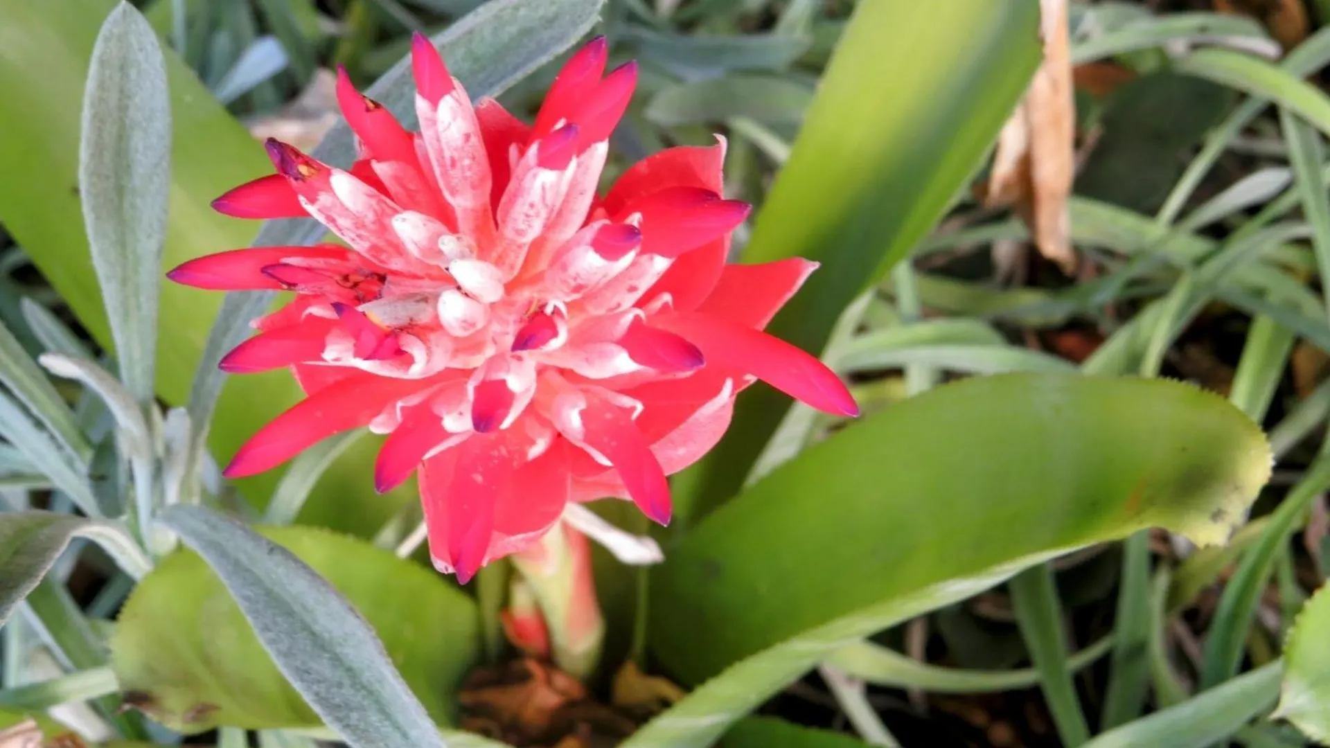 Guest house Whistlewood Guesthouse Walmer, Port Eizabeth Port Elizabeth
